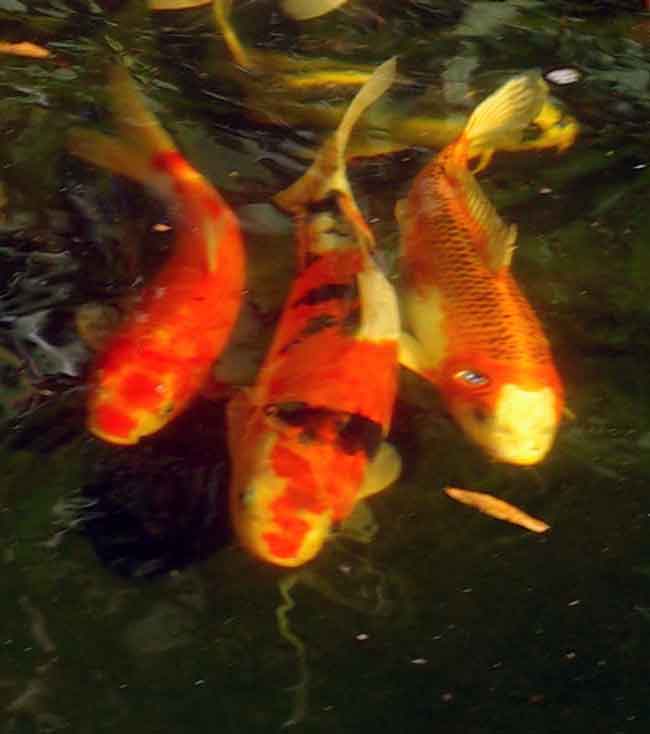 3koi_9250