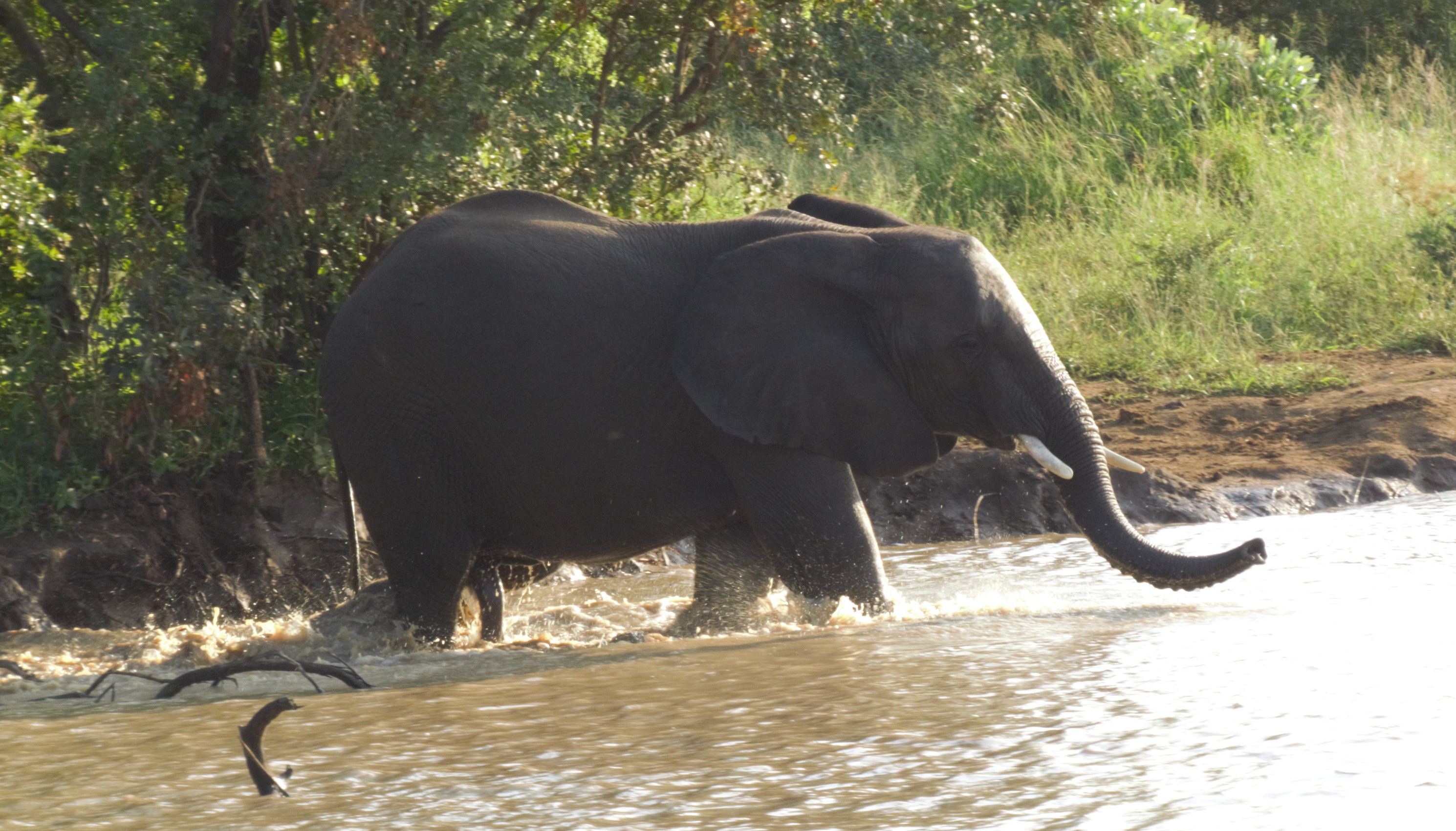 Elephant entering water_0105