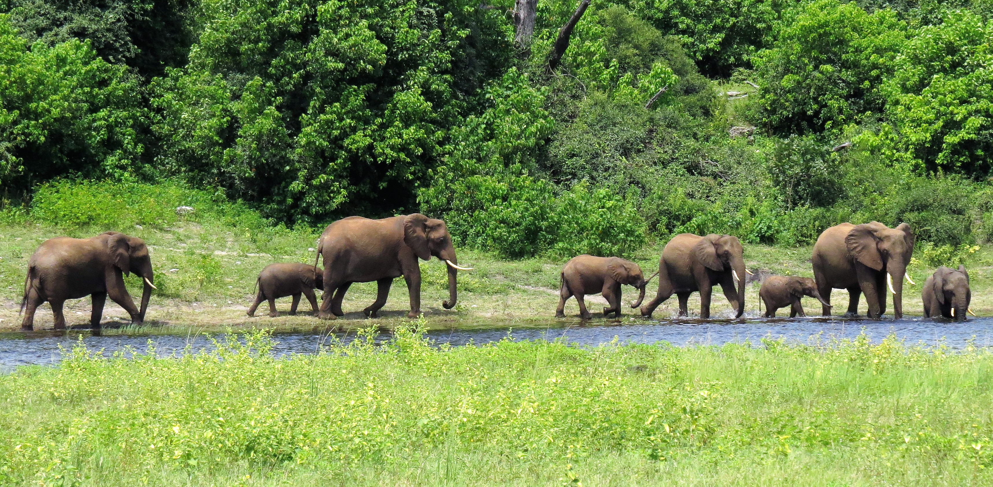 Elephants coming across_0119