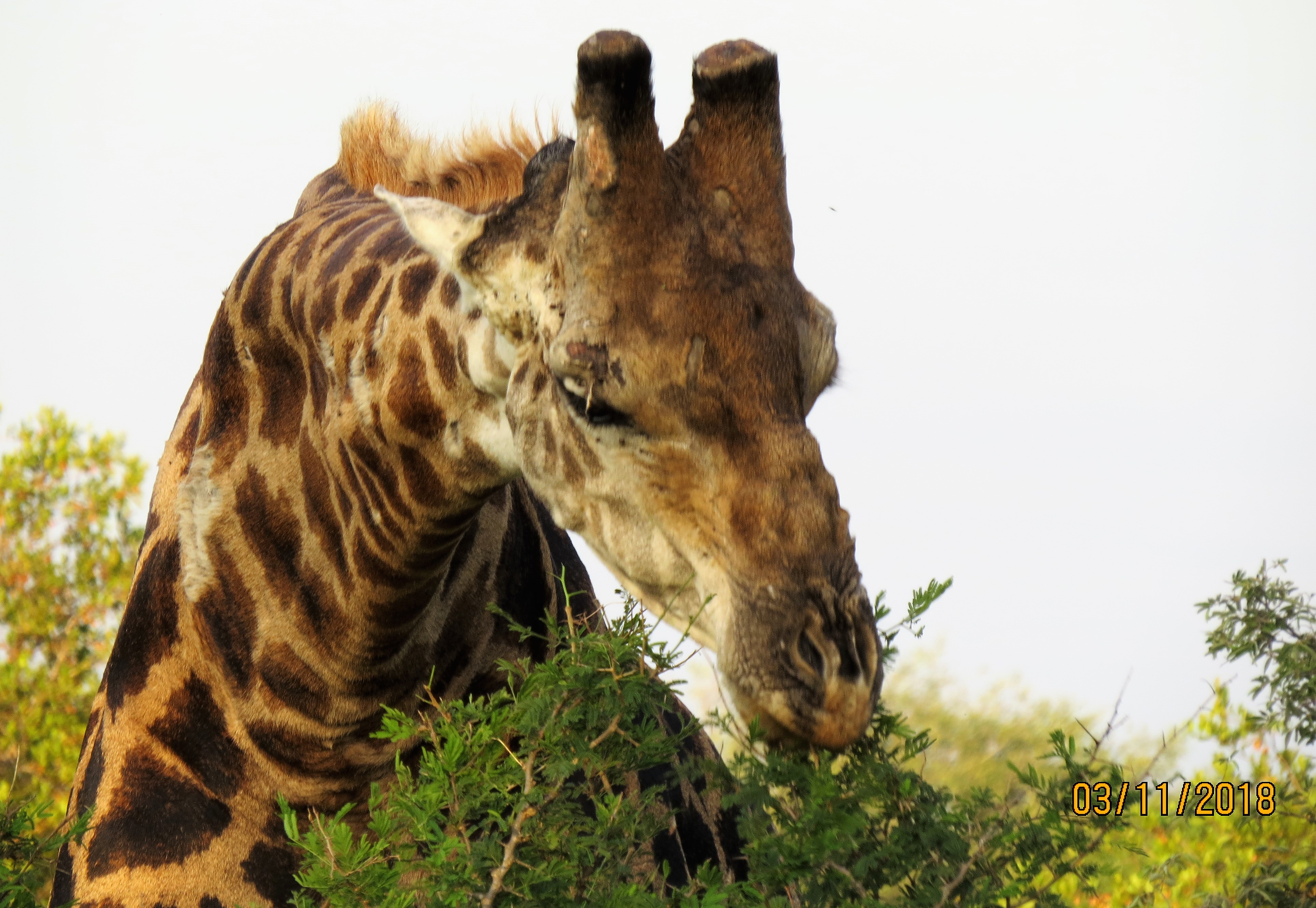Giraffe feeding_0164