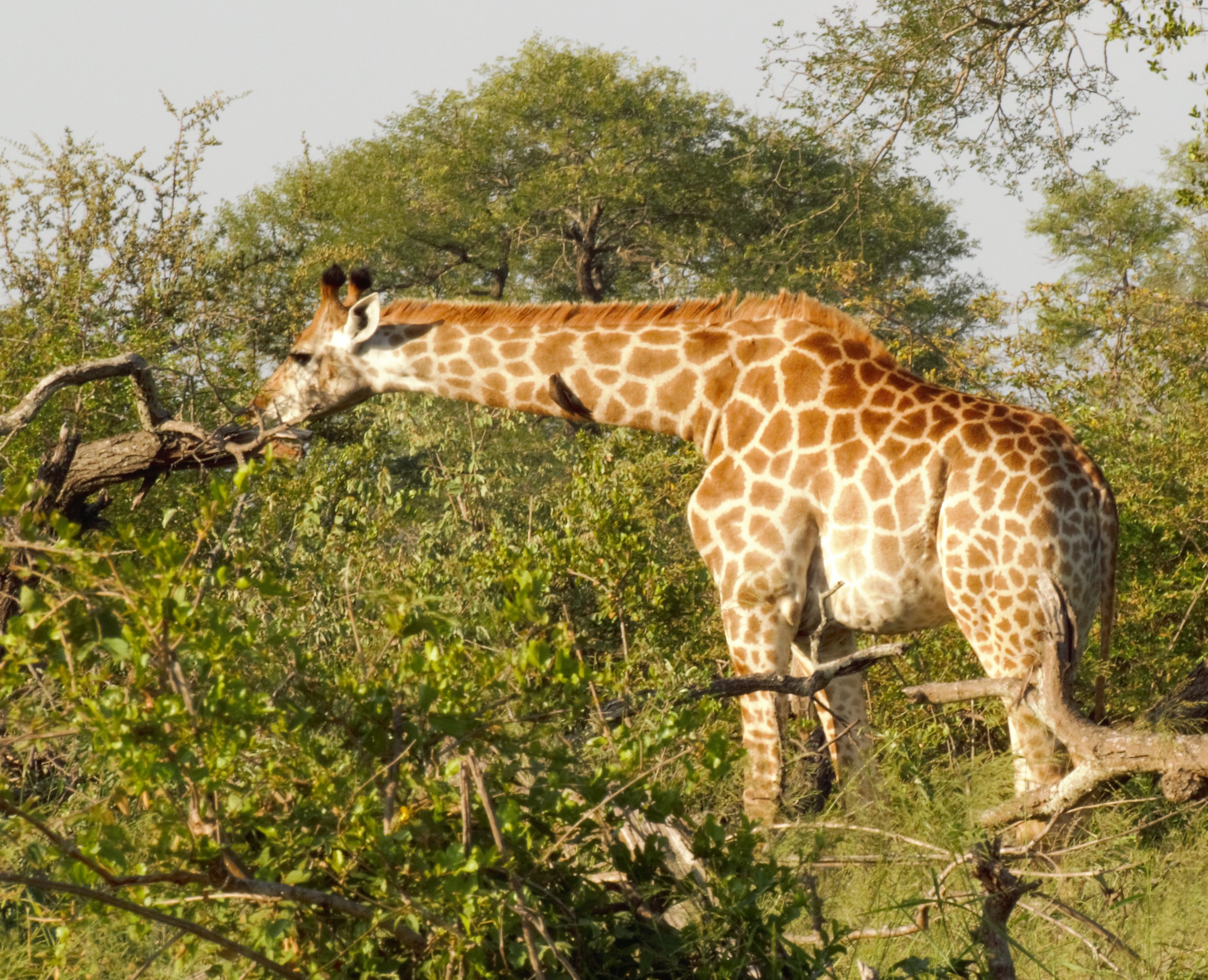 Giraffe feeding  on Acacia_0104