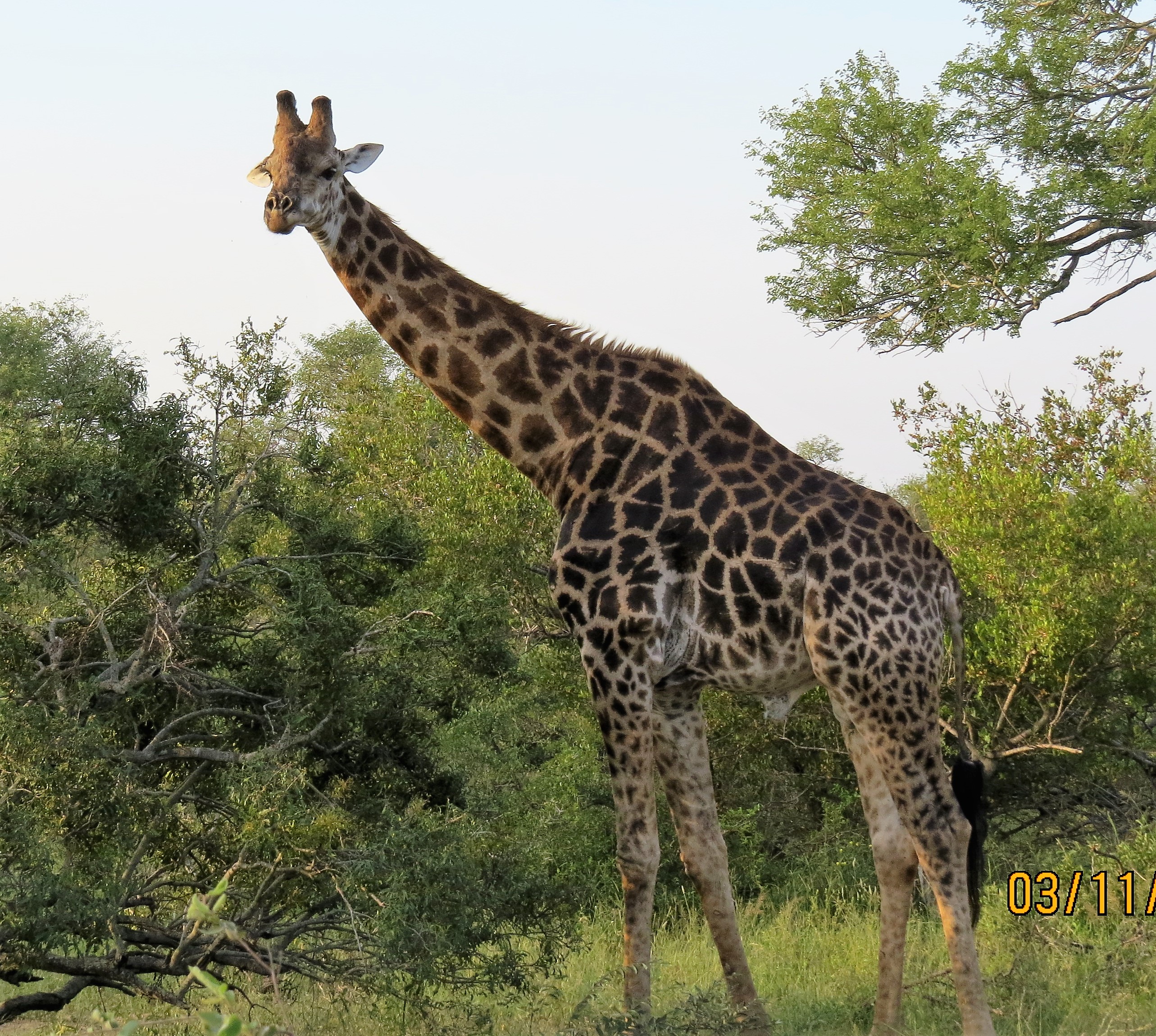 Giraffe full view_0173