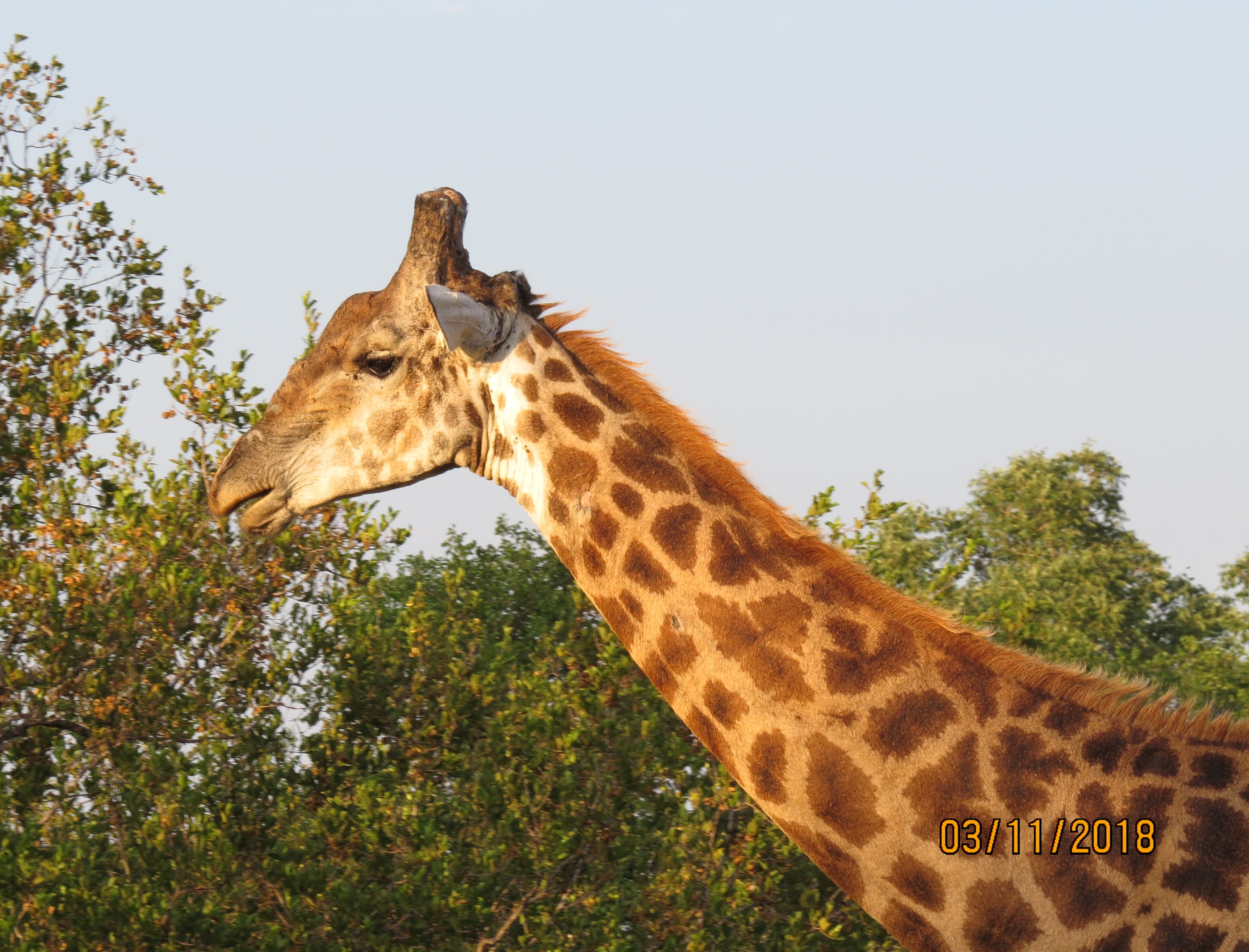 Giraffe neck_0166