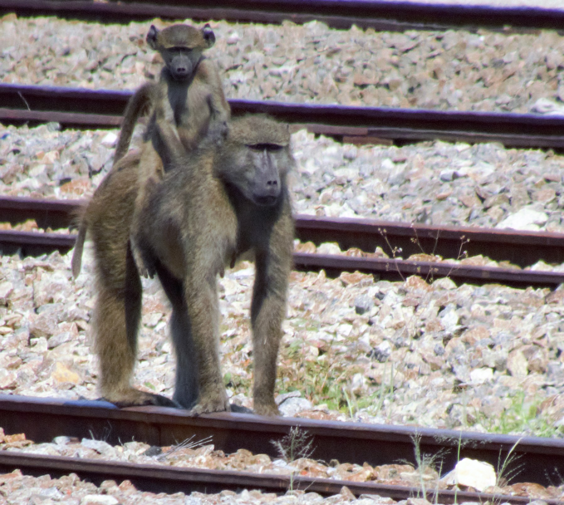 baboon and pup_0018