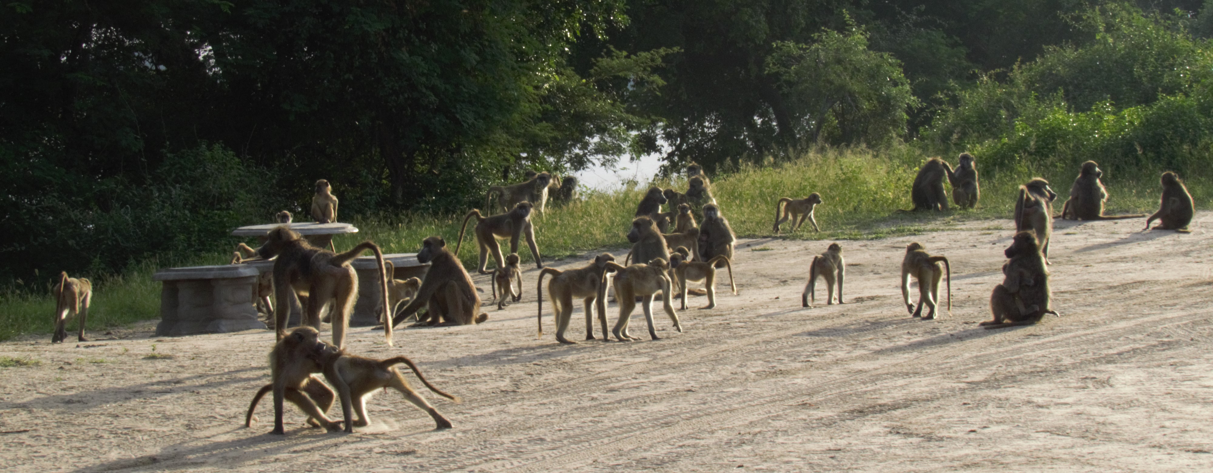 baboon holiday_0056