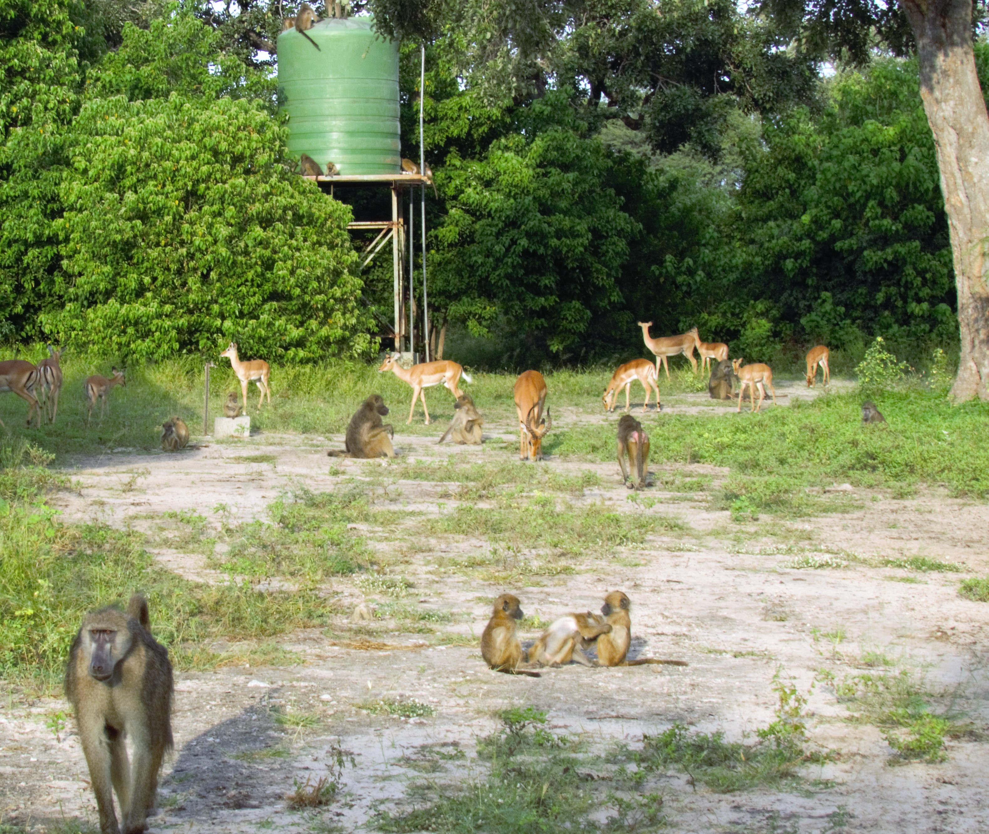 baboons water tank 59