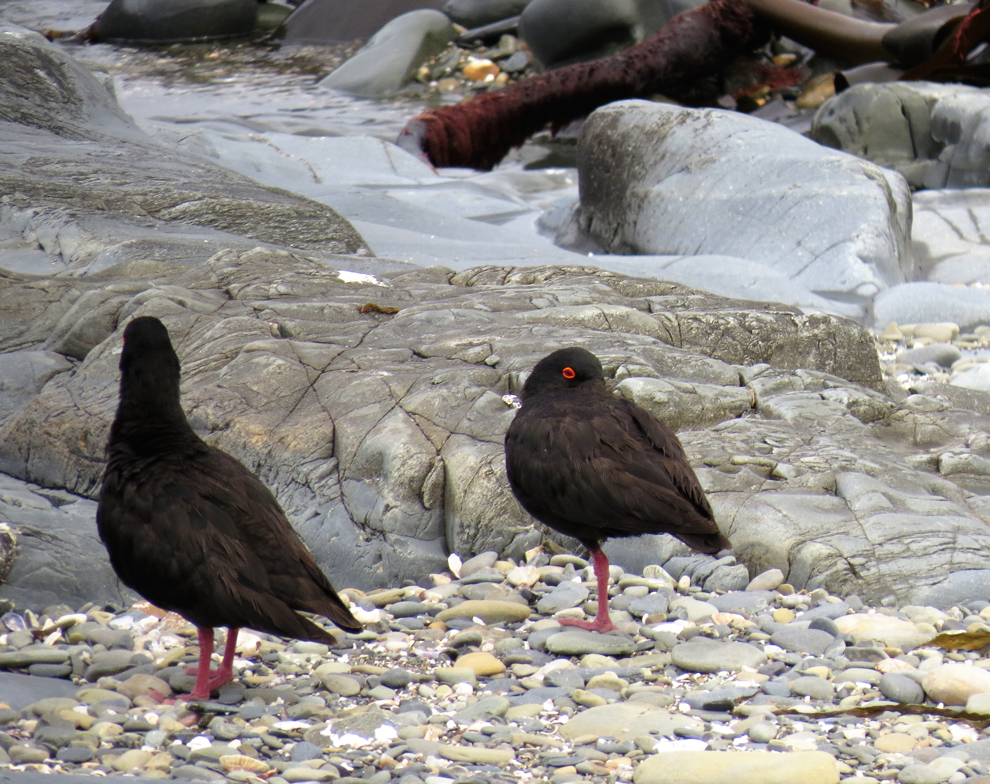 birds on Robbin Island_0011