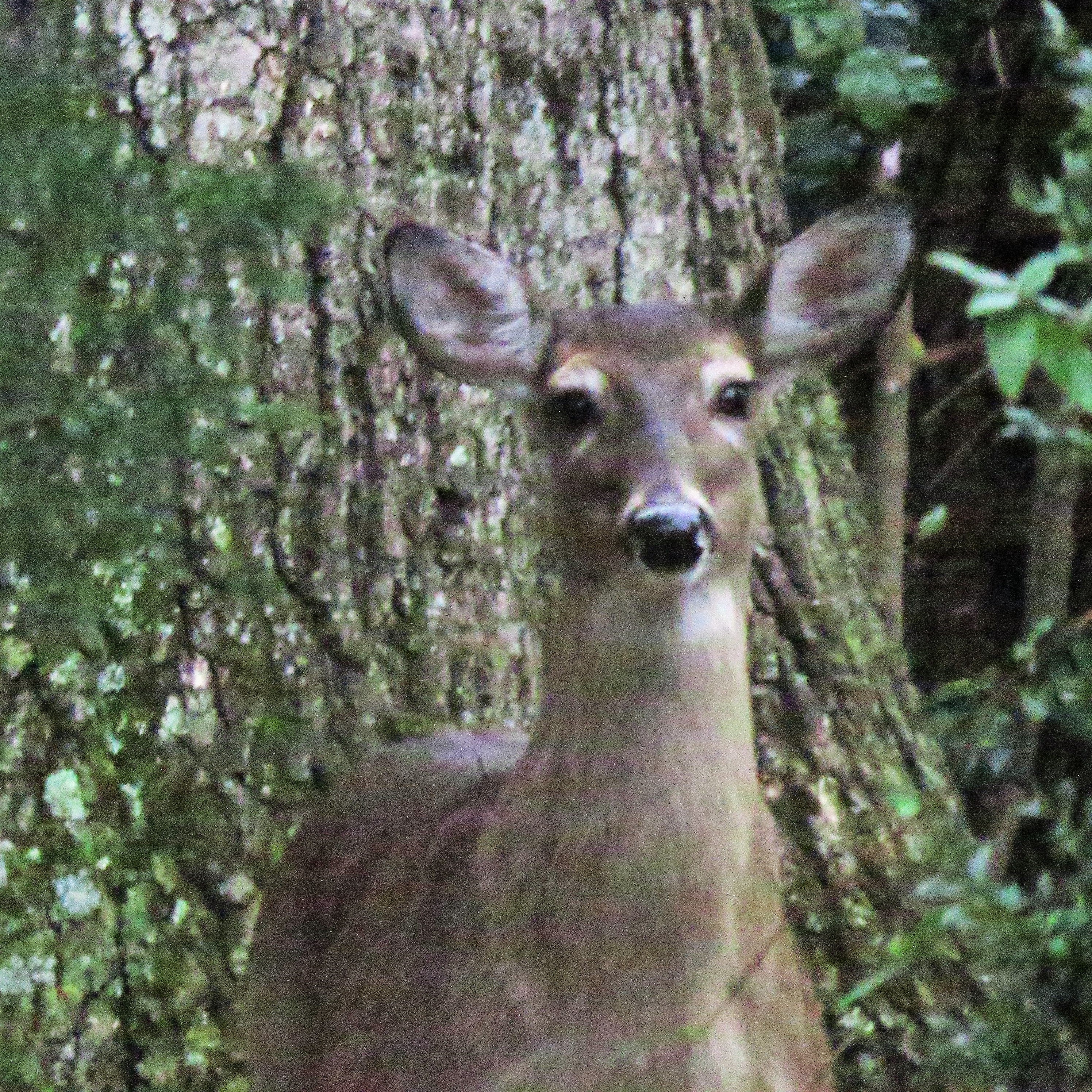 deer closeup 1436_4887