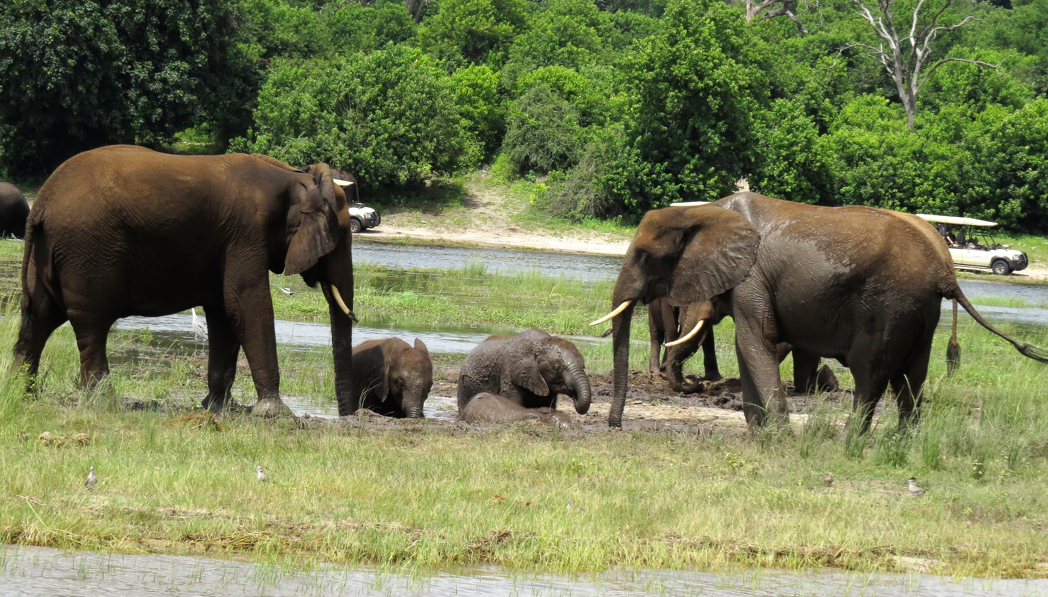 elephant mud bath 199