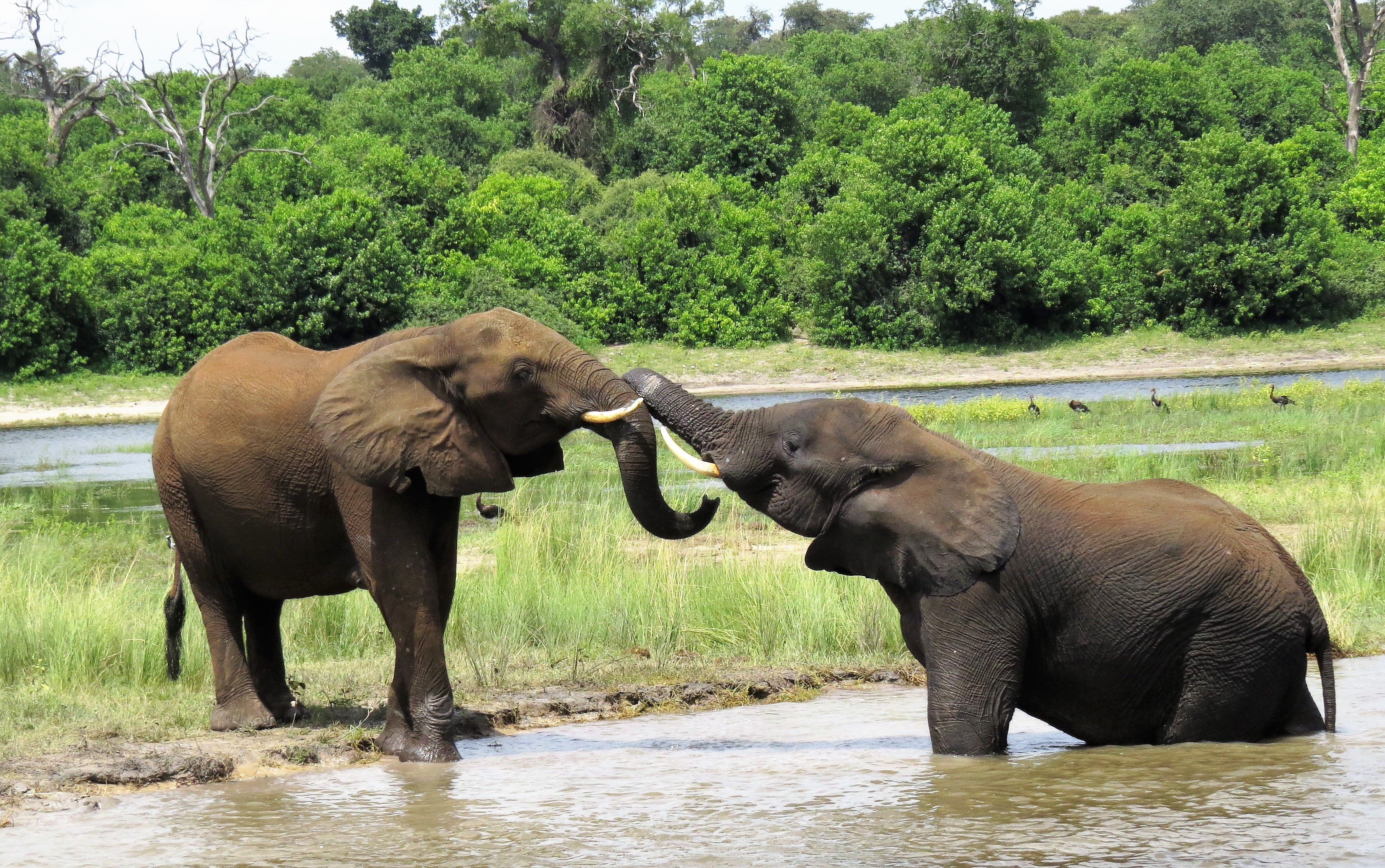 ellephants playing_0227