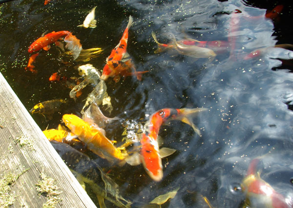 koi-5127_april-2012