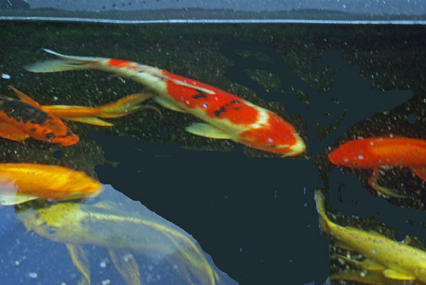 koi_5858_lowres