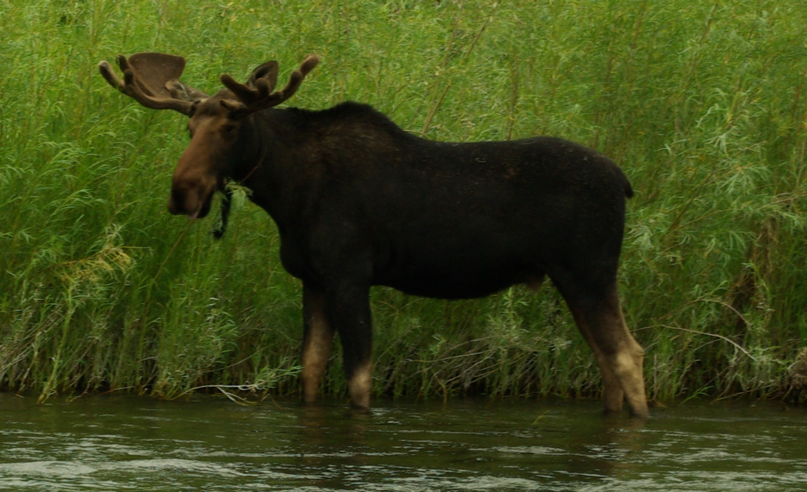 325 moose 7726.jpg