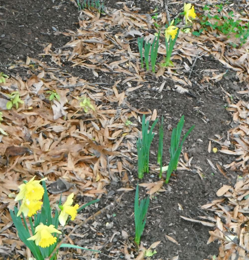 daffodils-dec-28-2011_edite