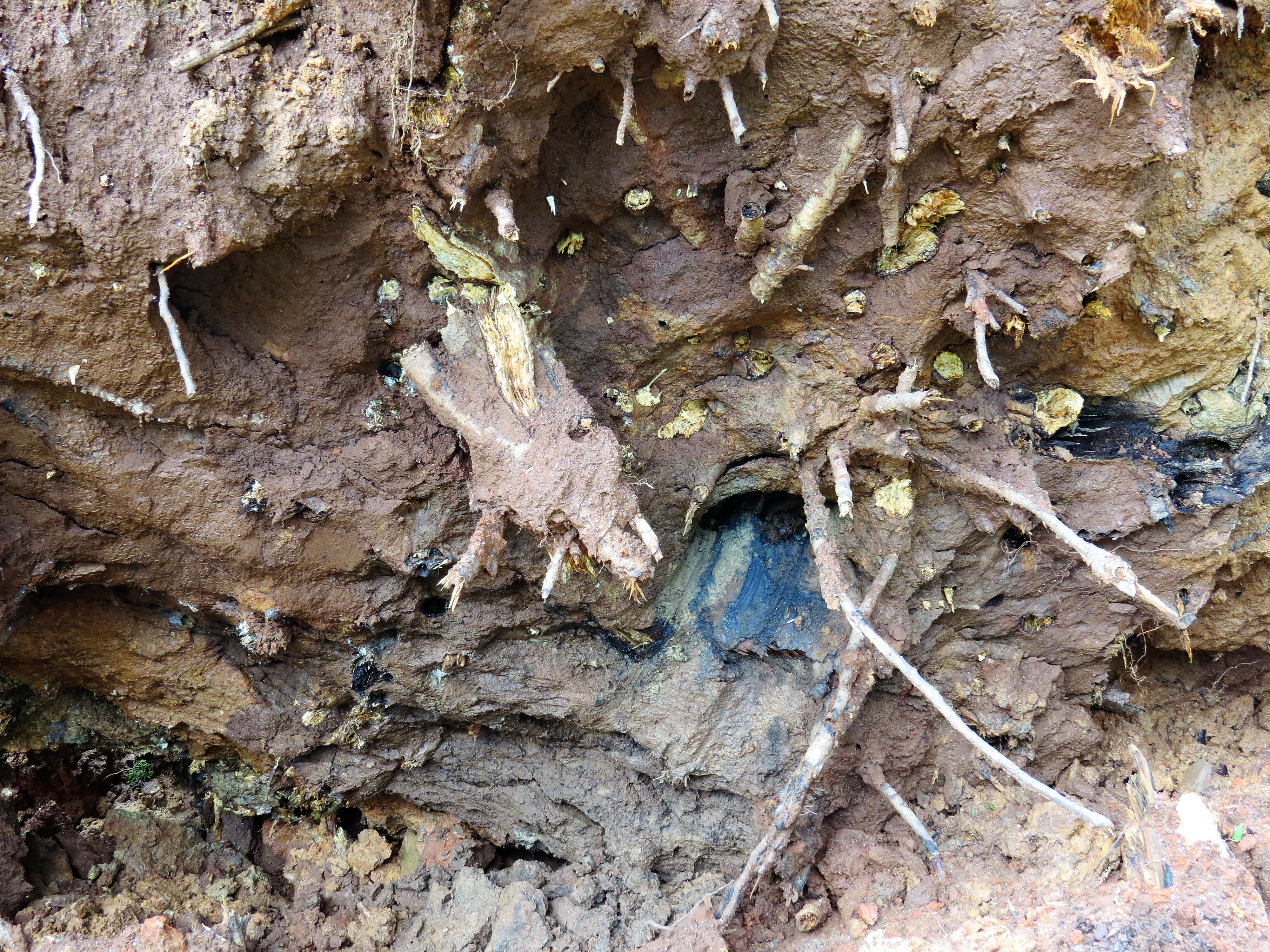 florence bark of dead roots blackened soil 4058