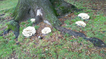 mushroom-poly-pore-selwyn