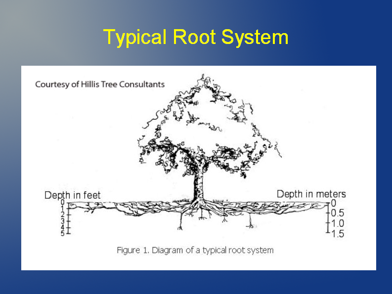 root system Hillis tree consultants 