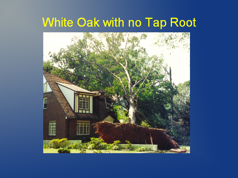 white oak no tap root